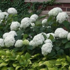 'Annabelle' Smooth Hydrangea 8 'Annabelle' Smooth Hydrangea -Great Garden Plants HYDAN2Q 3 92ce70b0 bc0b 493b 8557 222132210705 sw