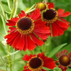 'Moerheim Beauty' Sneezeweed -Great Garden Plants HeleniumMoerheimBeauty 080702gbv076