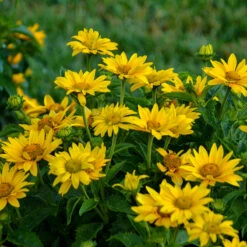 Tuscan Gold™ False Sunflower 10 Tuscan Gold™ False Sunflower -Great Garden Plants Heliopsis Tuscan Gold 2 P