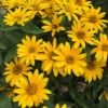 Tuscan Gold™ False Sunflower -Great Garden Plants Heliopsis Tuscan Gold 3 P