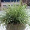 Hello Spring!™ Feather Reed Grass -Great Garden Plants Hello spring feather reed grass
