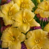 Rainbow Rhythm® 'Going Bananas' Daylily 1 Rainbow Rhythm® 'Going Bananas' Daylily -Great Garden Plants Hemerocallis Going Bananas 3 P