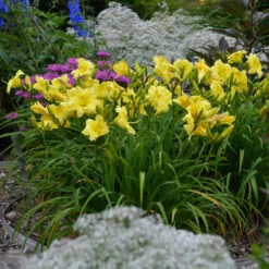 Rainbow Rhythm® 'Going Bananas' Daylily -Great Garden Plants Hemerocallis Going Bananas 4 P