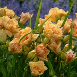 Rainbow Rhythm® 'Siloam Peony Display' Daylily -Great Garden Plants Hemerocallis Siloam Peony Display 1 P