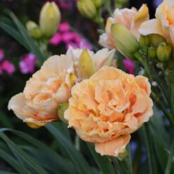 Rainbow Rhythm® 'Siloam Peony Display' Daylily -Great Garden Plants Hemerocallis Siloam Peony Display 2 P