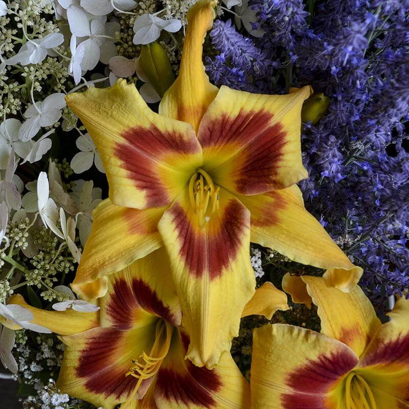Rainbow Rhythm® 'Tiger Swirl' Daylily 7 Rainbow Rhythm® 'Tiger Swirl' Daylily - Image 5