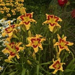 Rainbow Rhythm® 'Tiger Swirl' Daylily 10 Rainbow Rhythm® 'Tiger Swirl' Daylily -Great Garden Plants Hemerocallis Tiger Swirl 3 P sw