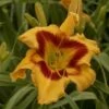 Rainbow Rhythm® 'Tiger Swirl' Daylily 2 Rainbow Rhythm® 'Tiger Swirl' Daylily -Great Garden Plants Hemerocallis Tiger Swirl 4 P sw