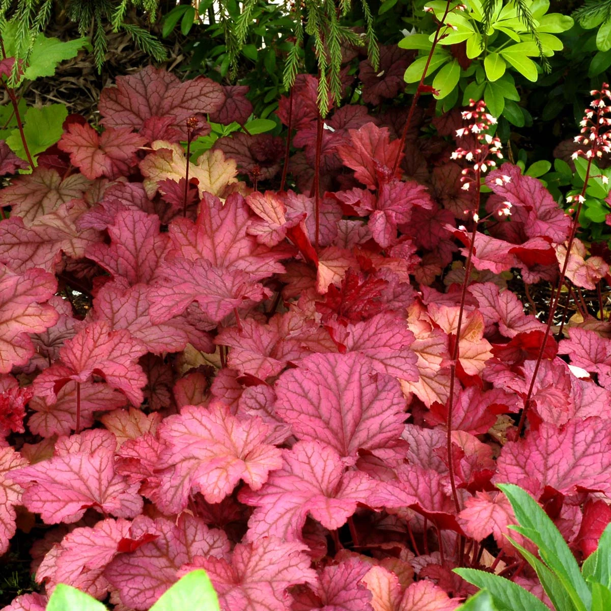 'Berry Smoothie' Coral Bells 3 'Berry Smoothie' Coral Bells