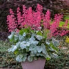 Dolce® 'Spearmint' Coral Bells -Great Garden Plants Heuchera Dolce Spearmint 2 P