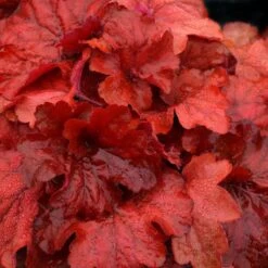 Great Garden Plants -Great Garden Plants Heuchera Fire Alarm 2 P sw