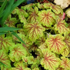 'Red Lightning' Coral Bells 7 'Red Lightning' Coral Bells -Great Garden Plants Heuchera Red Lightning 3 P