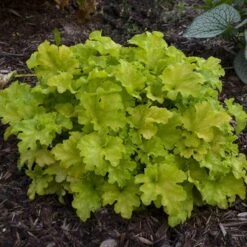 Dolce® 'Apple Twist' Coral Bells 9 Dolce® 'Apple Twist' Coral Bells -Great Garden Plants Heuchera Apple Twist 3 P sw