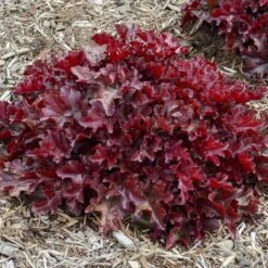Dolce® 'Cherry Truffles' Coral Bells -Great Garden Plants Heuchera Cherry Truffles 1 P sw