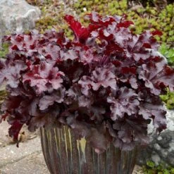 Dolce® 'Cherry Truffles' Coral Bells -Great Garden Plants Heuchera Cherry Truffles 2 P sw