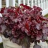 Dolce® 'Cherry Truffles' Coral Bells -Great Garden Plants Heuchera Cherry Truffles 3 P sw