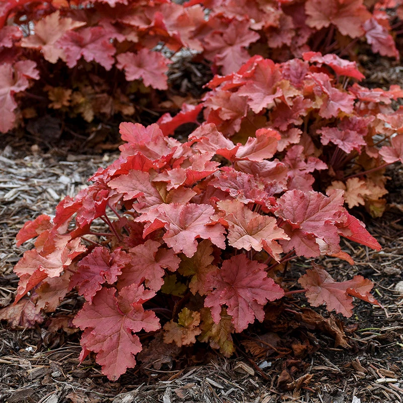 Primo® 'Peachberry Ice' Coral Bells 4 Primo® 'Peachberry Ice' Coral Bells - Image 2