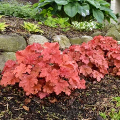 Primo® 'Peachberry Ice' Coral Bells 9 Primo® 'Peachberry Ice' Coral Bells -Great Garden Plants Heuchera Peachberry Ice 3 P