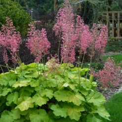 Great Garden Plants -Great Garden Plants Heuchera Pretty Pistachio 2 P