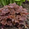 Fun And Games® 'Hopscotch' Foamy Bells 1 Fun And Games® 'Hopscotch' Foamy Bells -Great Garden Plants Heucherella Hopscotch 1 P sw