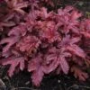 Fun And Games® 'Red Rover' Foamy Bells 1 Fun And Games® 'Red Rover' Foamy Bells -Great Garden Plants Heucherella Red Rover 3 P sw