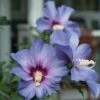Azurri Blue Satin® Rose Of Sharon 2 Azurri Blue Satin® Rose Of Sharon -Great Garden Plants Hibiscus Azurri Blue Satin 1 P 930d02fb 87da 45fa 91a2 b8ce638325a8 sw