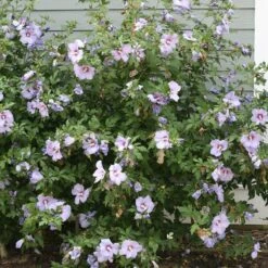 Azurri Blue Satin® Rose Of Sharon 8 Azurri Blue Satin® Rose Of Sharon -Great Garden Plants Hibiscus Azurri Blue Satin 3 P 0606f6d2 6998 4f8a 9b0b 871820dea8a7 sw