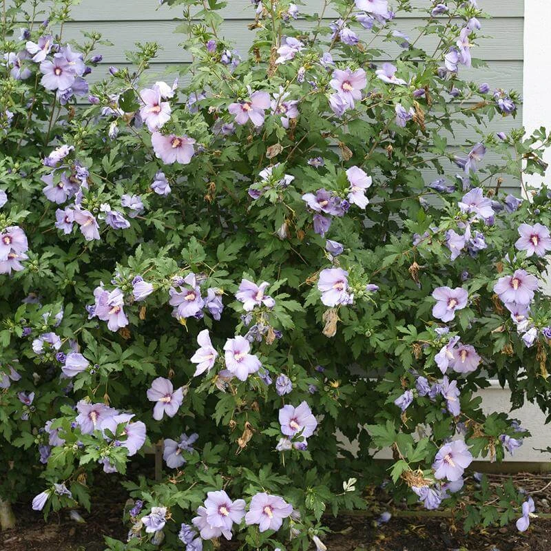 Azurri Blue Satin® Rose Of Sharon 5 Azurri Blue Satin® Rose Of Sharon - Image 3