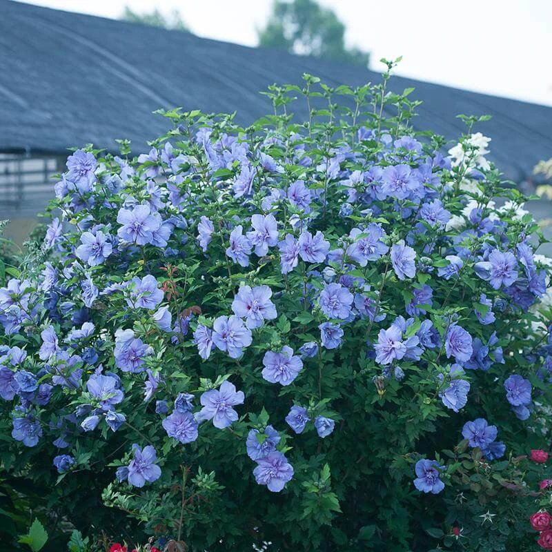 Blue Chiffon® Rose Of Sharon 4 Blue Chiffon® Rose Of Sharon - Image 2