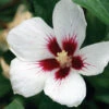 Lil' Kim® Rose Of Sharon -Great Garden Plants Hibiscus Lil Kim 1