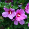 Lil' Kim® Violet Rose Of Sharon -Great Garden Plants Hibiscus Lil Kim Violet 1