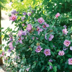 Great Garden Plants -Great Garden Plants Hibiscus Lil Kim Violet 2