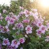 Orchid Satin® Rose Of Sharon -Great Garden Plants Hibiscus Orchid Satin 1
