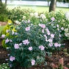 Pollypetite® Rose Of Sharon 2 Pollypetite® Rose Of Sharon -Great Garden Plants Hibiscus Pollypetite 1 P