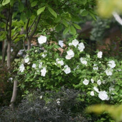 White Chiffon® Rose Of Sharon -Great Garden Plants Hibiscus White Chiffon 3 P