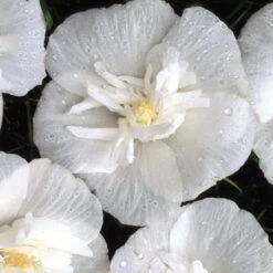 White Chiffon® Rose Of Sharon -Great Garden Plants Hibiscus White Chiffon 4 P