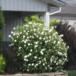 White Chiffon® Rose Of Sharon -Great Garden Plants Hibiscus White Chiffon 5 P