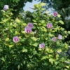 Paraplu Adorned™ Rose Of Sharon -Great Garden Plants HibiscusParapluAdornedDSC08483 1080x1080 2eaa370