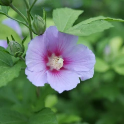 Paraplu Adorned™ Rose Of Sharon -Great Garden Plants HibiscusParapluAdornedP1207362 1080x1080 3d3bc69