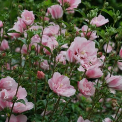 Pink Chiffon® Rose Of Sharon -Great Garden Plants HibiscusPinkChiffonDSC02042 800x800 76e0ba8