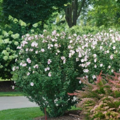 Pink Chiffon® Rose Of Sharon -Great Garden Plants HibiscusPinkChiffonDSC08280 800x800 e1172b5