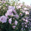 Pink Chiffon® Rose Of Sharon -Great Garden Plants HibiscusPinkChiffonP1094802 800x800 fb8634b