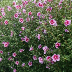 Purple Pillar® Rose Of Sharon -Great Garden Plants HibiscusPurplePillarP1239242 800x800 ef37e54