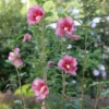 Red Pillar™ Rose Of Sharon -Great Garden Plants HibiscusRedPillarP1228597 1080x1080 87f422a