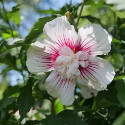 Starblast Chiffon™ Rose Of Sharon -Great Garden Plants HibiscusStarblastChiffonP1207168 1080x1080 117fe33