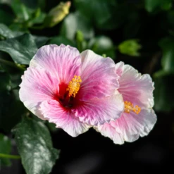 Hollywood Hibiscus™ America's Sweetheart™ Tropical Hibiscus -Great Garden Plants Hibiscusrosa sinensisHollywoodAmericasSweetheart 4 800x800 1c63a6e