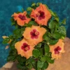Hollywood Hibiscus™ Disco Diva™ Tropical Hibiscus -Great Garden Plants Hibiscusrosa sinensisHollywoodDiscoDivaPool6 800x800 f9d912b