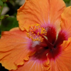 Hollywood Hibiscus™ Disco Diva™ Tropical Hibiscus -Great Garden Plants Hibiscusrosa sinensisHollywoodDiscoDiva 2 800x800 15675cb
