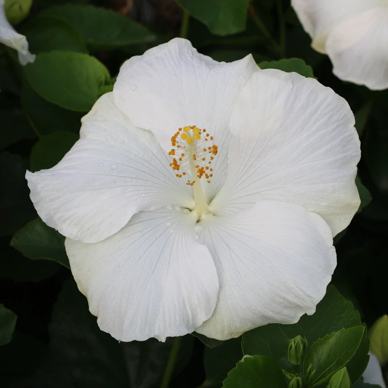 Hollywood Hibiscus™ Earth Angel™ Tropical Hibiscus 4 Hollywood Hibiscus™ Earth Angel™ Tropical Hibiscus - Image 2