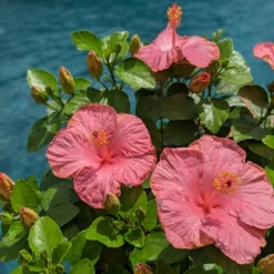 Hollywood Hibiscus™ First Lady™ Tropical Hibiscus -Great Garden Plants Hibiscusrosa sinensisHollywoodFirstLadyPool2 800x800 7bb1165